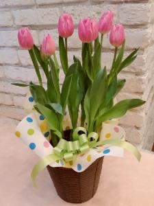 春の花鉢続々入荷♪|「シンコーフラワーセンター」　（兵庫県神戸市中央区の花屋）のブログ